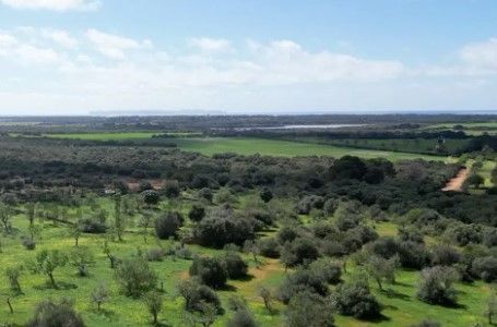 Campos